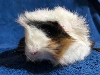 Peruvian Guinea Pigs for Sale in Las Cruces, New Mexico - Stripe | PetCurious